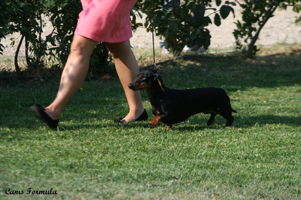 ermengarda dachshund smooth haired